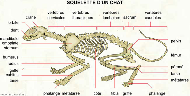 Squelette d'un chat (Dictionnaire Visuel)